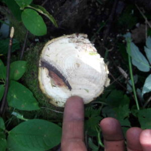 Rammy-Brush-cutter-120-ATV-PRO-13